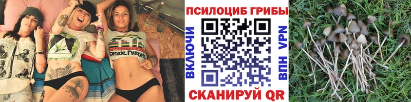 Псилоцибиновые грибы прущие грибы  купить  цена  гидра ССЫЛКА  Ржев 